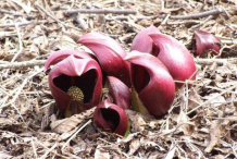 Spathe-of-Skunk-cabbage