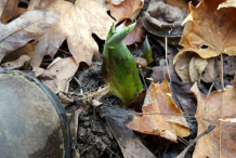 Tiny-Skunk-cabbage--plant