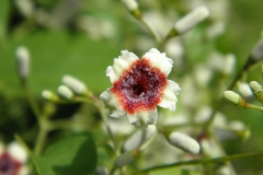 Close-up-flower