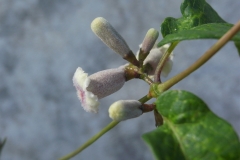 Flower-buds