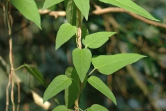 Leaves