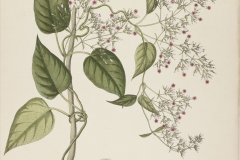 Plant-illustration