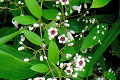 Plant-with-blossoms