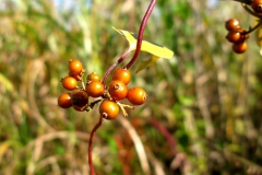 Ripe-fruits