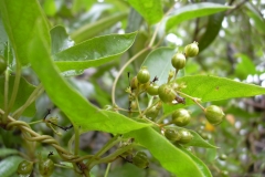 Unripe-fruits