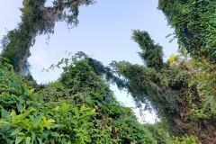 Vine