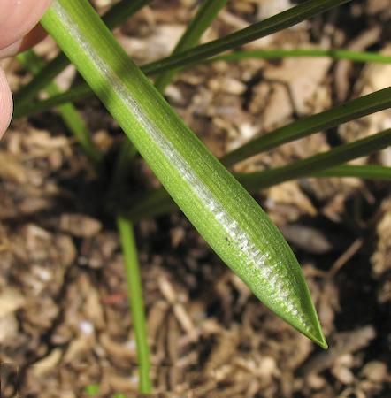 Closer-view-of-leaf-of-Star of Bethlehem plant