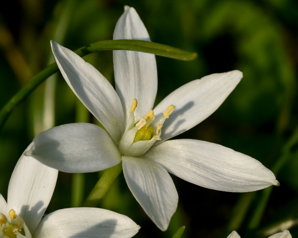 Flower-of-Star of Bethlehem plant