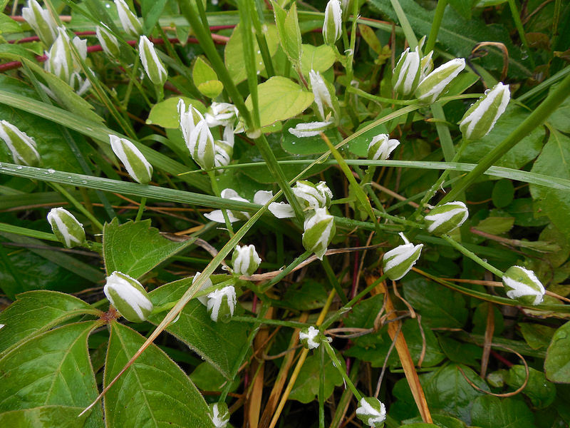 Flowering-buds-of-Star of Bethlehem plant