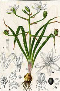 Plant-Illustraton-of-Star of Bethlehem plant