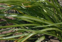 Leaves-of-Star of Bethlehem plant