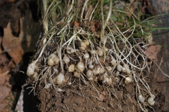 Bulbs-of-Star of Bethlehem plant
