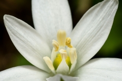 Closer-view-of-flower-of-Star of Bethlehem plant