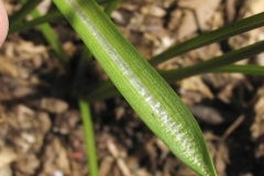 Closer-view-of-leaf-of-Star of Bethlehem plant