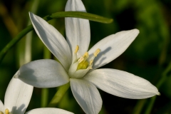 Flower-of-Star of Bethlehem plant