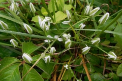 Flowering-buds-of-Star of Bethlehem plant