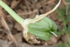 Fruit-of-Star of Bethlehem plant