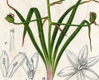 Plant-Illustraton-of-Star of Bethlehem plant