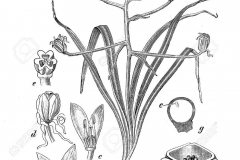 Sketch-of-Star of Bethlehem plant