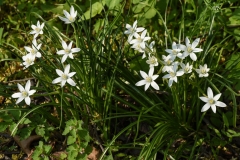 Star of Bethlehem plant