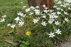 Star of Bethlehem plant-plant-growing-wild