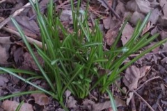 Small-Star of Bethlehem plant