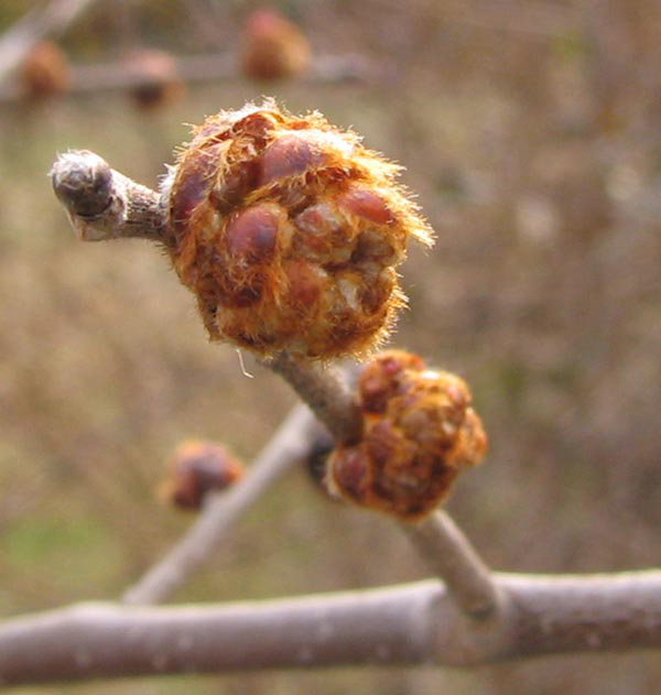 Flower_buds-of-Slippery-Elm