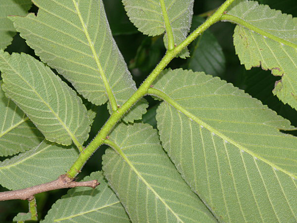 Ventral-view-of-leaves-of-Slippery-Elm