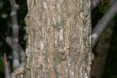 Bark-of-slippery-Elm