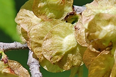 Dried-samaras-of-Slippery-Elm