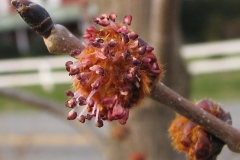 Flower-of-Slippery-Elm