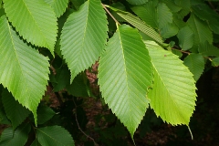 Leaves-of-Slippery-Elm