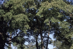 Mature-Slippery-Elm-tree