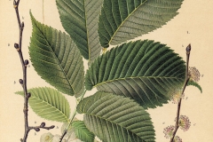 Plant-illustration-of-Slippery-Elm