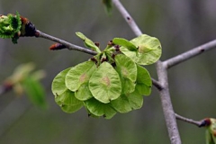 Samaras-of-Slippery-Elm--on-the-tree