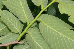 Ventral-view-of-leaves-of-Slippery-Elm