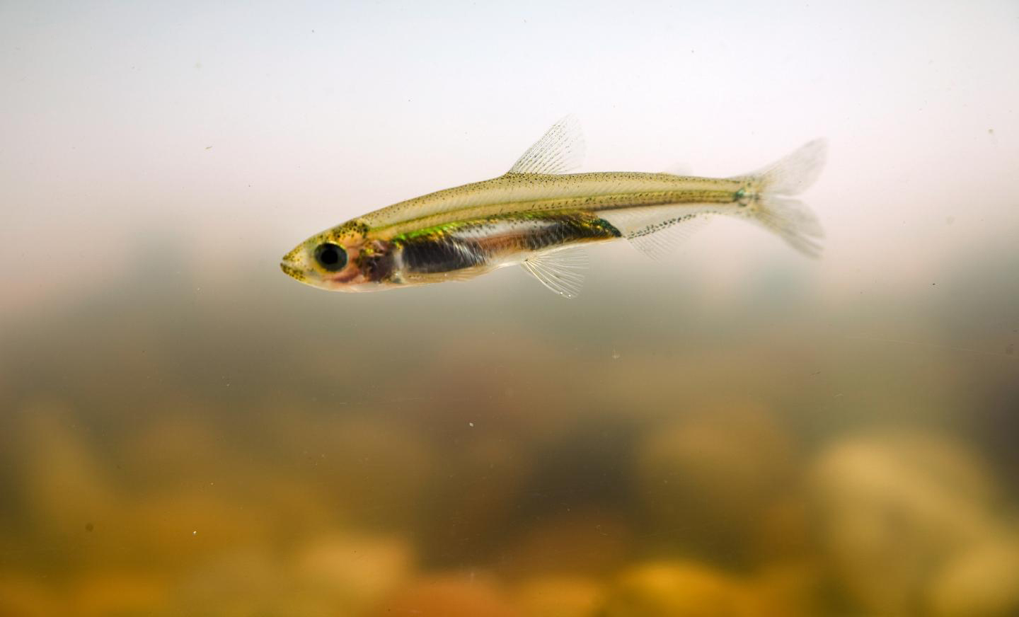 Juvenile-of-Smelt-fish