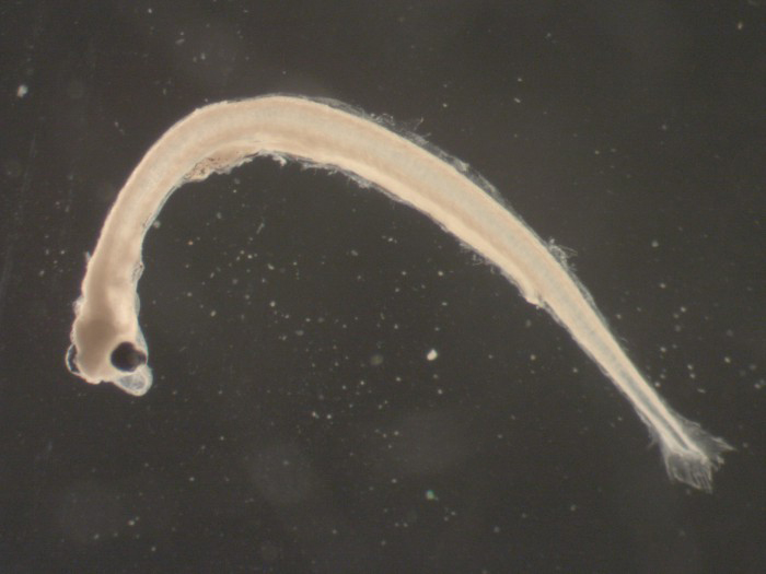 Larvae-of-Smelt-fish