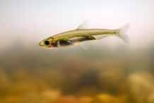 Juvenile-of-Smelt-fish