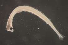Larvae-of-Smelt-fish