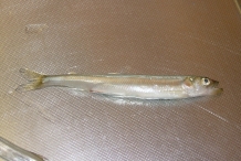 Smelt-fish-1