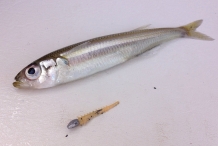 Smelt-fish-2