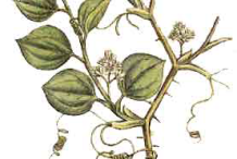 Plant-Illustration-of-Smilax-china