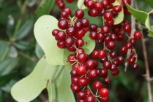 Smilax-berries