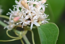Smilax-close-up-flowers