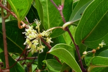 Smilax-foliage-and-flowers