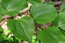 Smilax-leaves