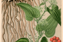 Smilax-plant-illustration