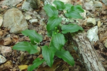 Smilax-plant