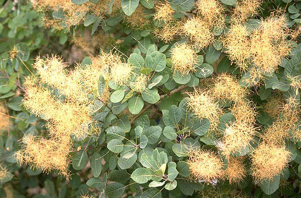 Leaves-and-flower-clusters-of-Smoke-tree